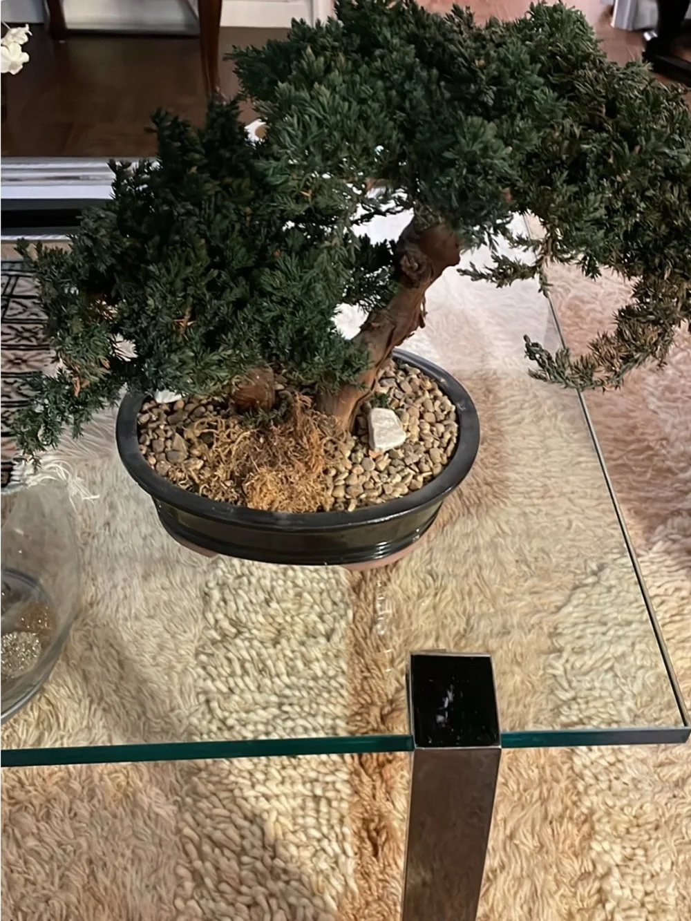 Natural Green Bonsai Accent Plant without the care!